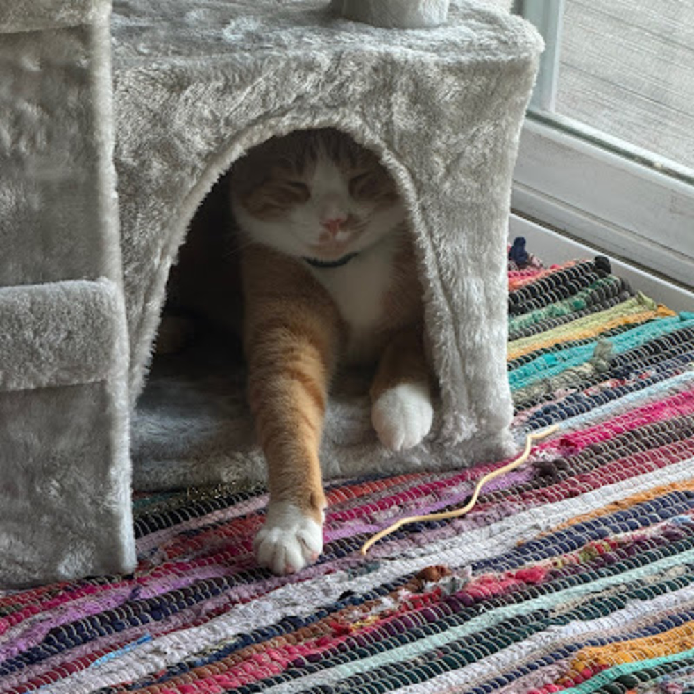 Meet your Posher, Harlee